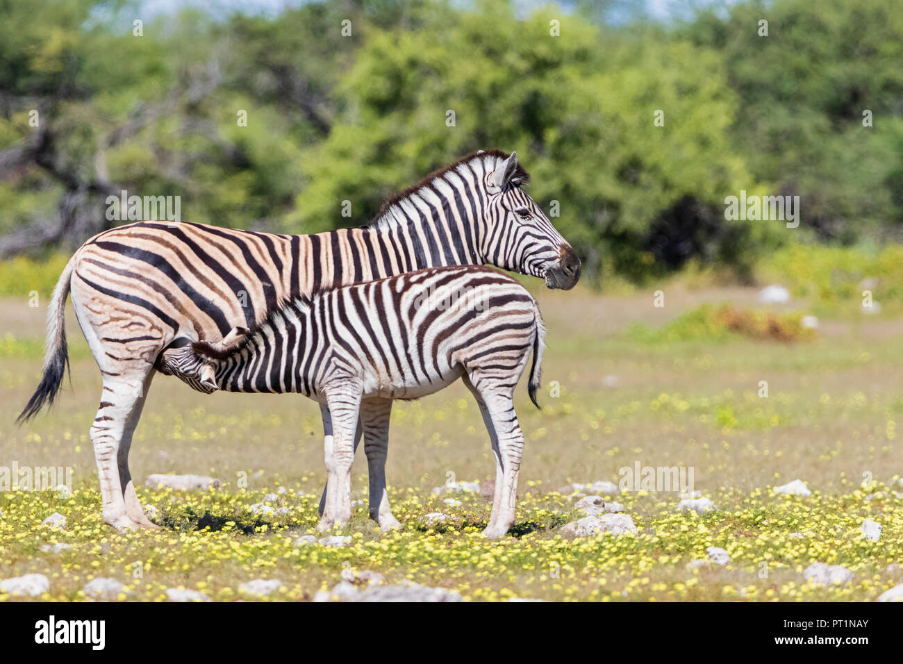 Africa, Namibia, Etosha National Park, la burchell zebre, Equus quagga burchelli, madre e giovane animale durante l'allattamento Foto Stock