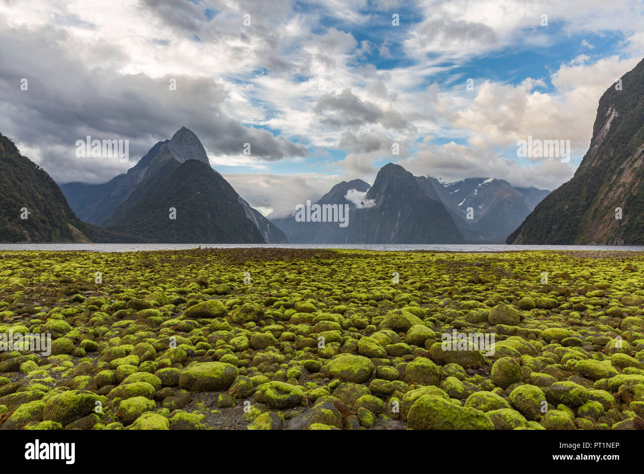 Rocce ricoperte di alghe verdi sulla riva di Milford Sound con la bassa marea, Fiordland NP, Southland district, regione del Southland, South Island, in Nuova Zelanda, Foto Stock