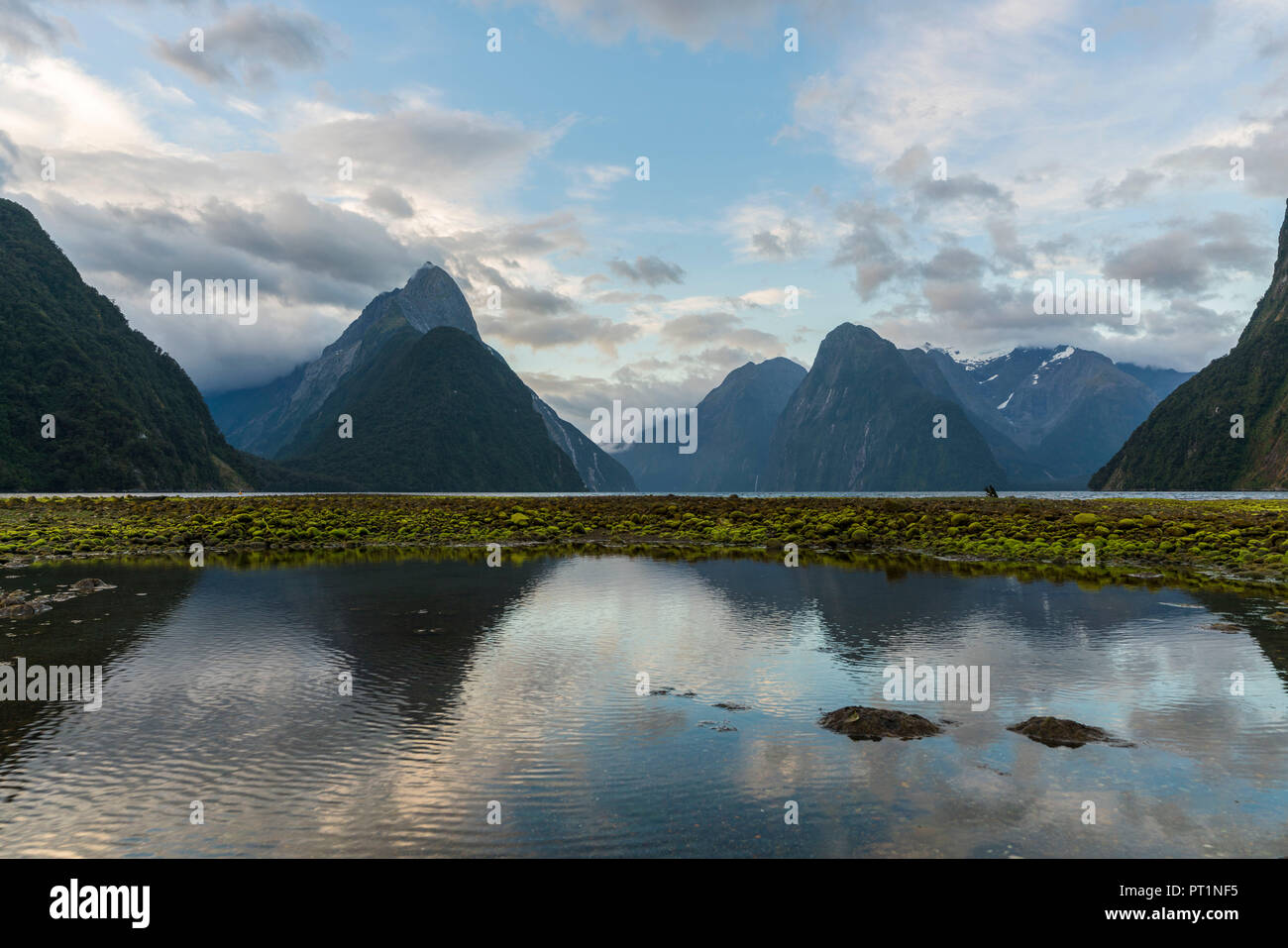 Milford Sound con la bassa marea su un nuvoloso giorno di estate, Fiordland NP, Southland district, regione del Southland, South Island, in Nuova Zelanda, Foto Stock