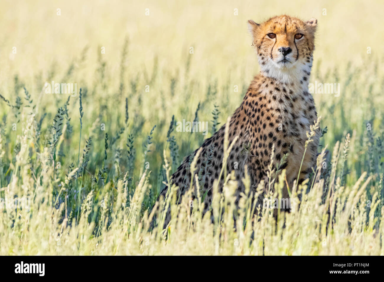 Il Botswana, Kgalagadi Parco transfrontaliero, ghepardo, Acinonyx jubatus Foto Stock