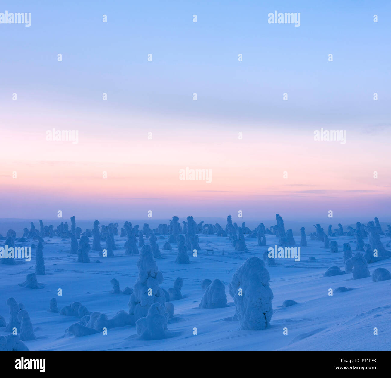 Panoramica di alberi congelati al crepuscolo, Riisitunturi National Park, Posio, Lapponia, Finlandia Foto Stock
