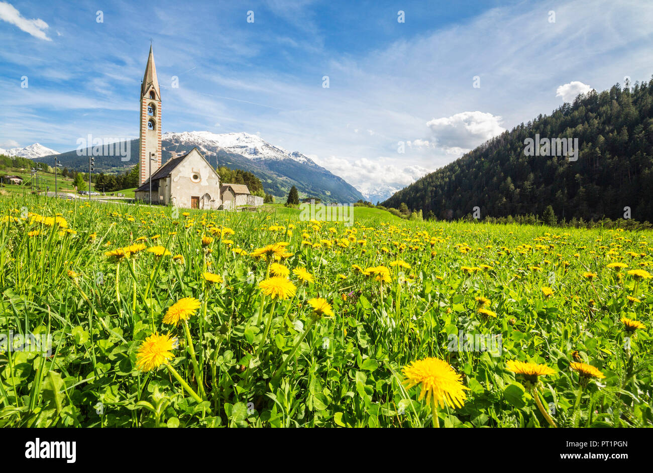 Fiori gialli e verdi prati telaio la chiesa di Premadio Bormio Parco Nazionale dello Stelvio Valtellina Lombardia Italia Foto Stock