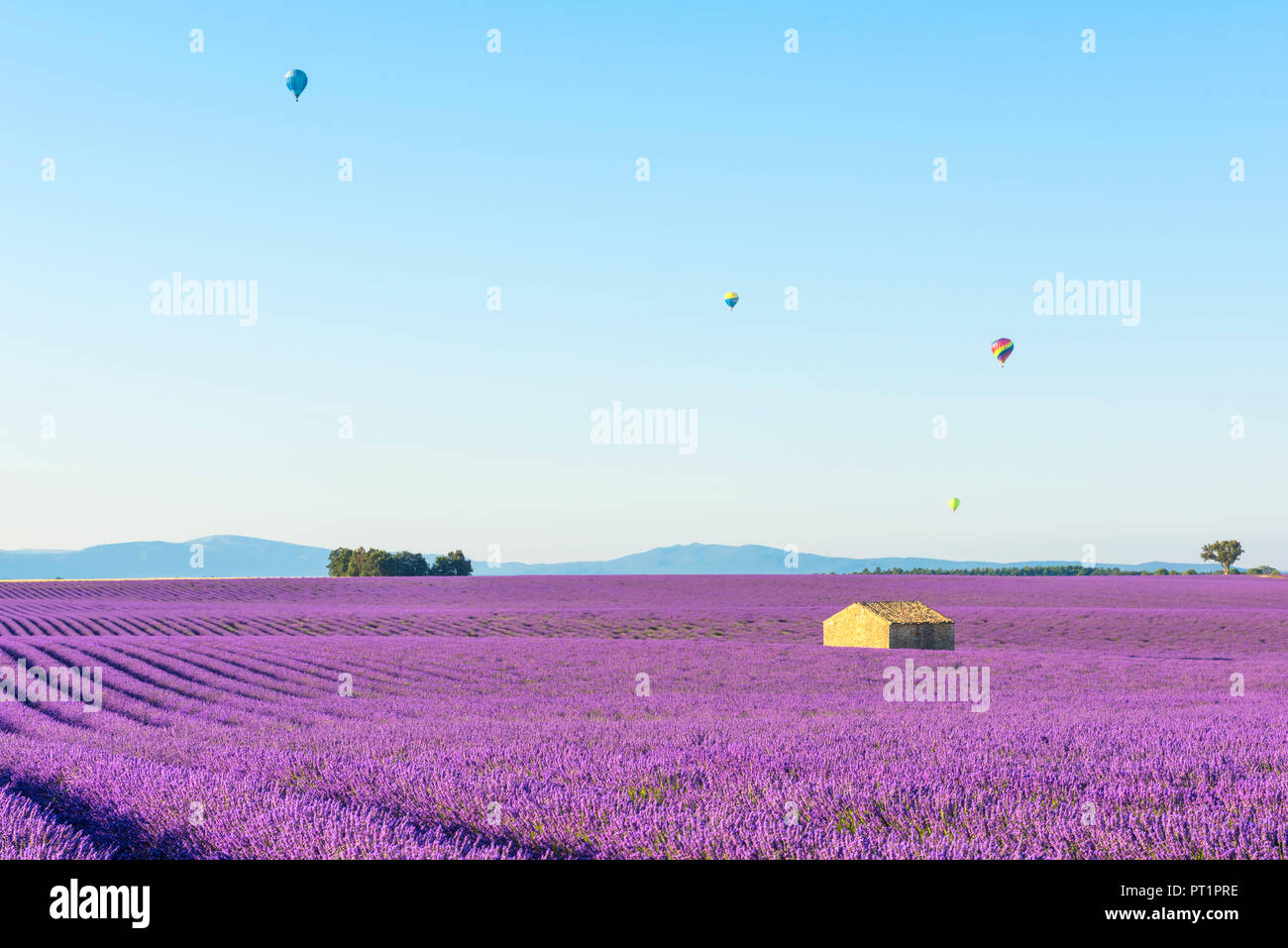 Valensole, Provenza, Francia, Sunrise tra i campi di lavanda e le mongolfiere in background Foto Stock