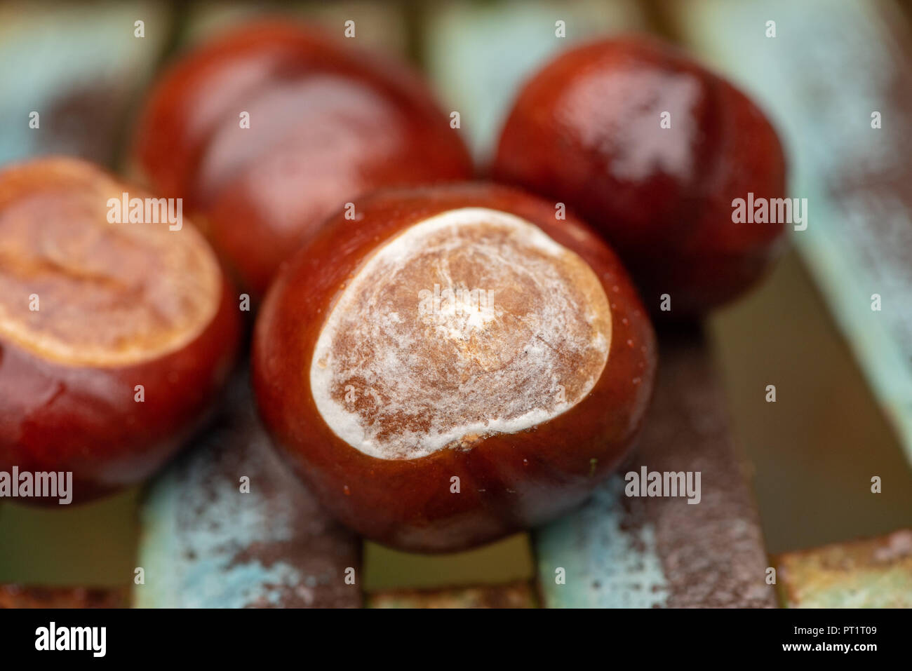 La scheggiatura, Preston, Lancashire, Regno Unito. 5 Ottobre, 2018. Close up di un conkers sotto la pioggia, Chipping, Preston, Lancashire. Credito: John Eveson/Alamy Live News Foto Stock