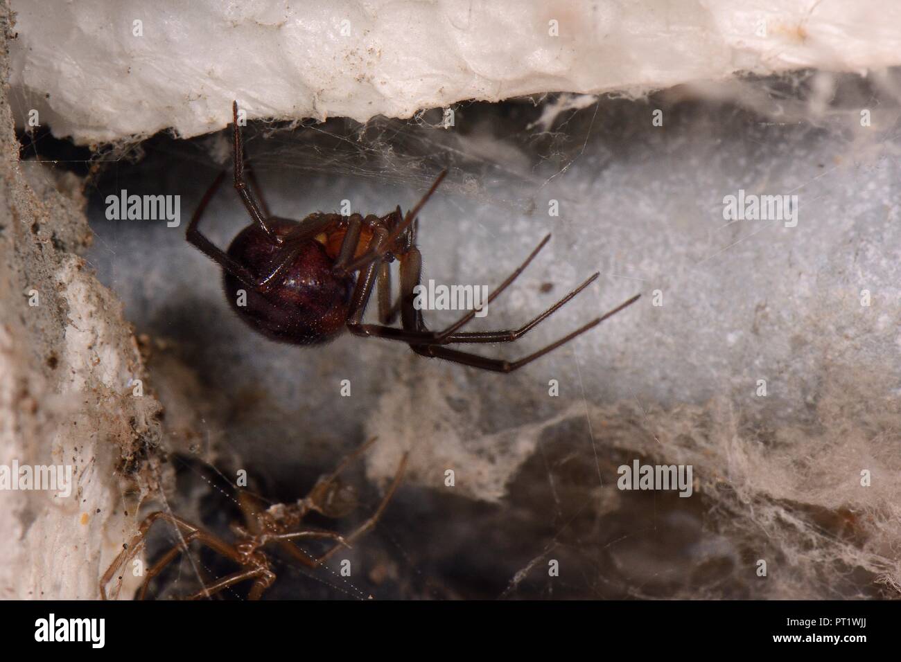 Falso black widow o credenza spider (Steatoda grossa) femmina appeso nel suo web in una Tettoia da giardino. NB 4 East London scuole sono state chiuse sul 3.10.18 essere sottoposti a fumigazione, a causa di un focolaio di nobili falsi vedova ragni (Steatoda nobilis), la maggior parte ragno velenoso nel Regno Unito, che verosimilmente è venuto prima il Regno Unito in navi cargo dalle isole Canarie circa 150 anni fa. Ci sono 5 ulteriore falso vedova specie nel Regno Unito, compresa la credenza ragno in questa immagine, il cui morso può anche essere doloroso per gli esseri umani, sebbene il rischio di una qualsiasi di queste ragni è piccola come sono timido e sarebbe solo morso se provocati Foto Stock