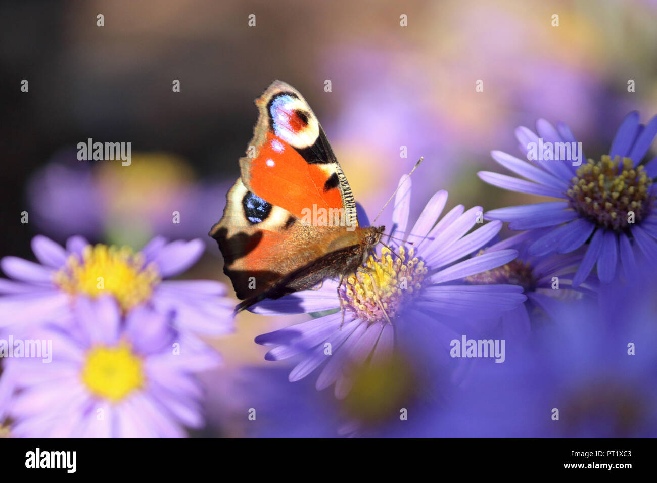 Wisley Gardens Surrey in Inghilterra. Il 5 ottobre 2018. Una farfalla pavone alimentazione su un michaelmas daisy in autunno sunshine at Wisley Gardens Surrey, con temperature di colpire un caldo 22 gradi. Credito: Julia Gavin/Alamy Live News Foto Stock