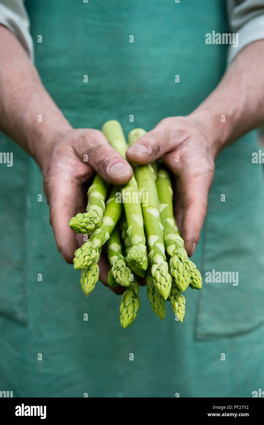 Uomo con fascio di organico asparago verde in mani Foto Stock