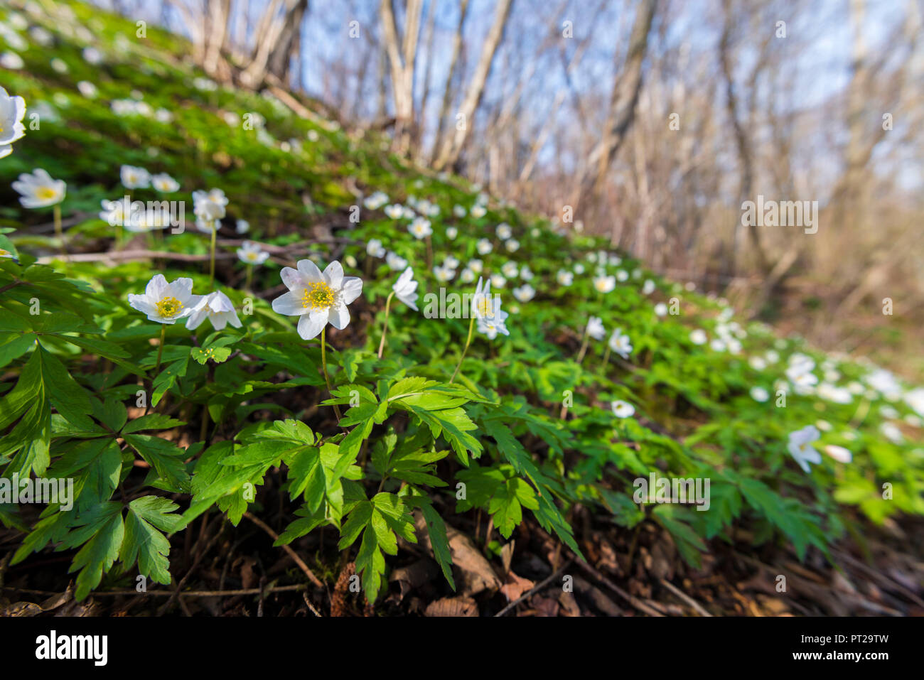 Legno anemone, Valchiusella, Canavese, Provincia di Torino, Piemonte, Alpi Italiane, Italia Foto Stock