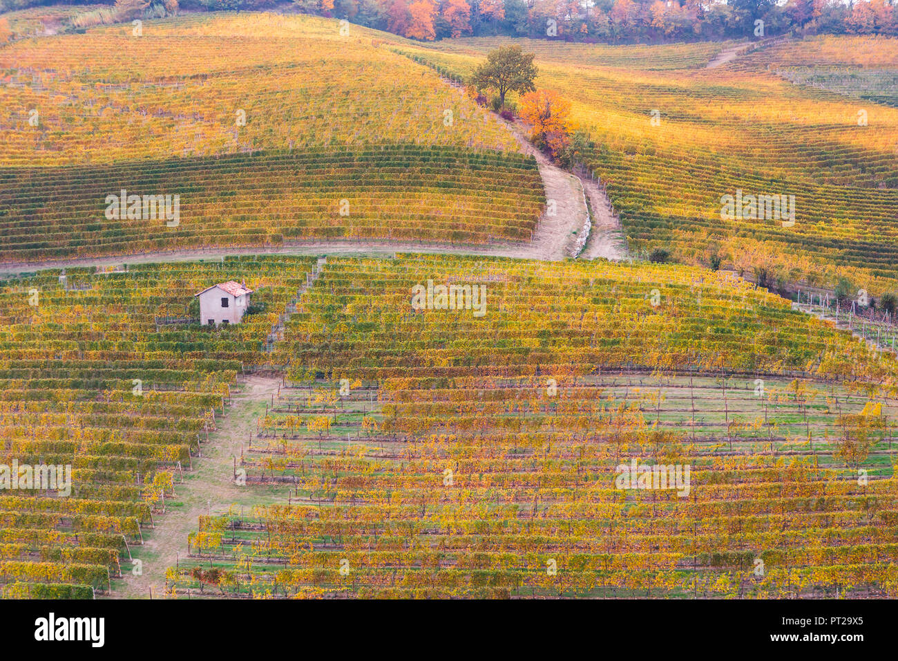 Righe di arancione, giallo e verde di vigneti in collina in autunno in Piemonte, Italia settentrionale, Europa Foto Stock
