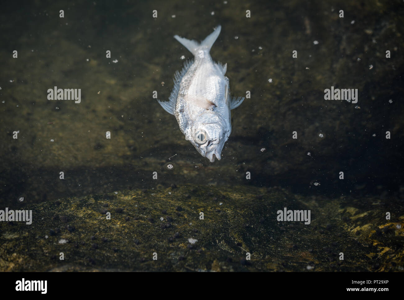 Close up di piccoli pesci morti al banco dell'oceano Foto Stock