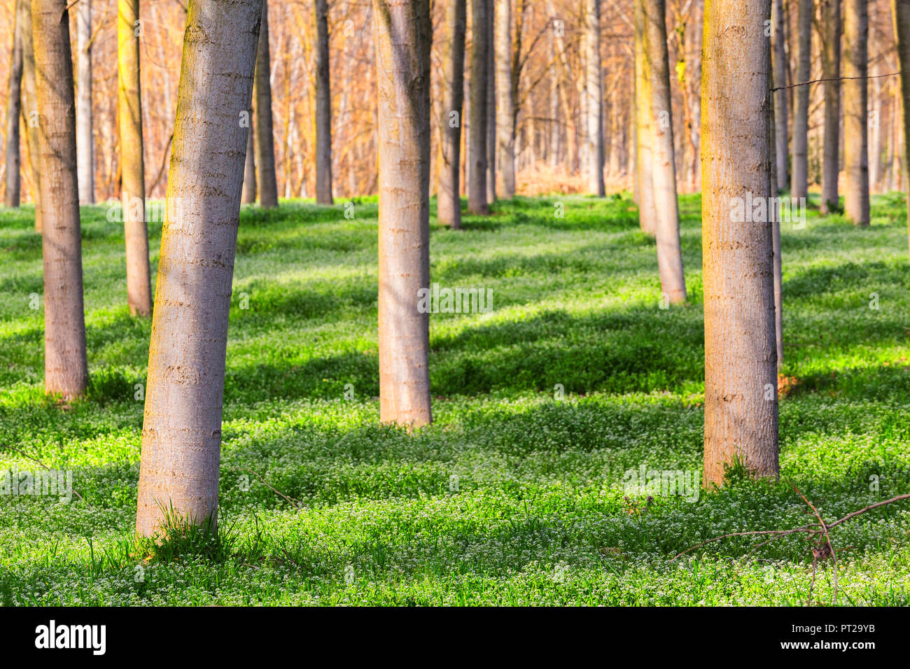 La luce del sole in un bosco di pioppi, a Gerenzago, provincia di Lodi, Lombardia, Italia, Europa Foto Stock