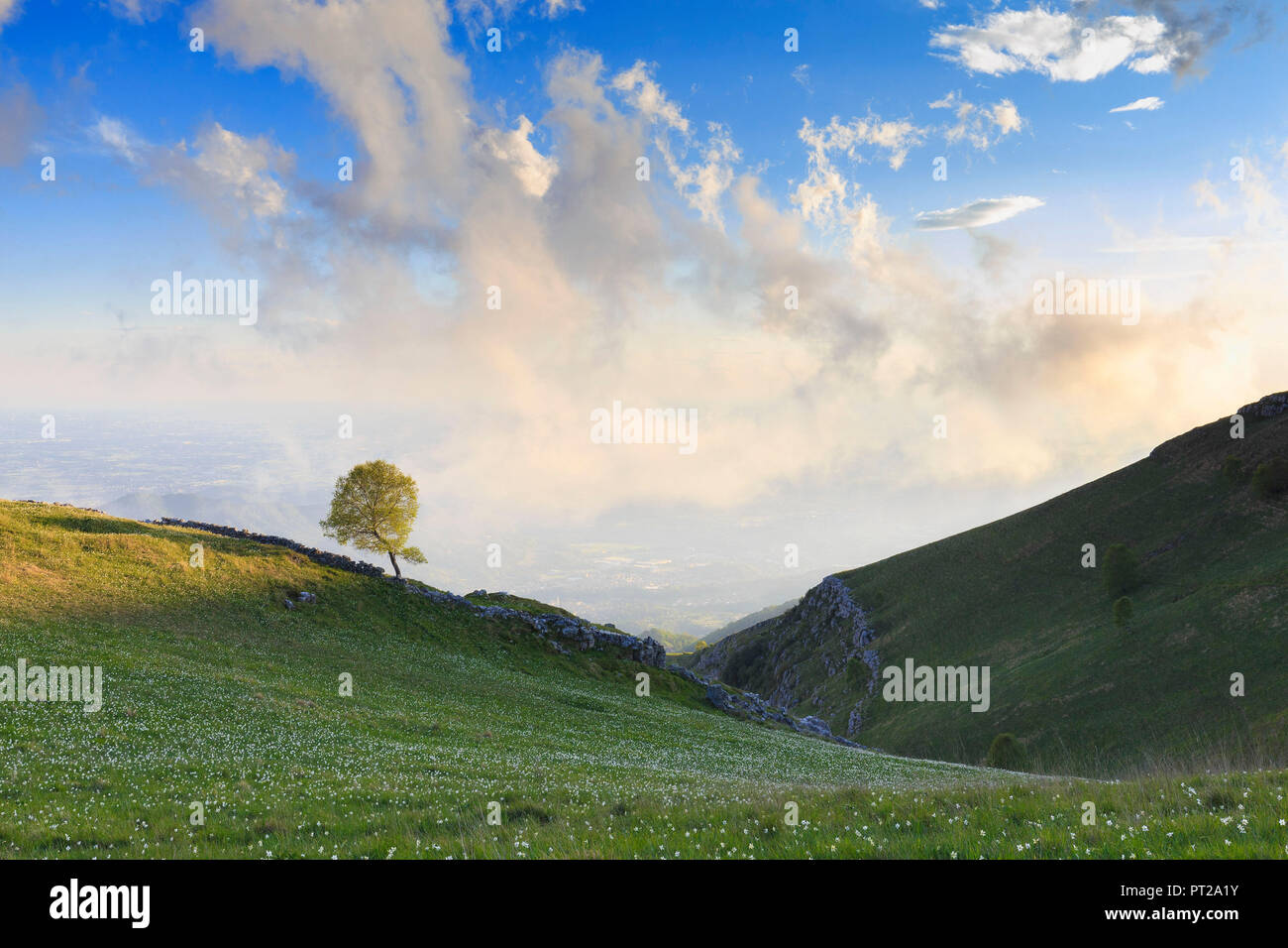 Albero solitario illuminata dal sole, Monte Linzone, Valico di Valcava(Valcava Pass), la Val San Martino, Prealpi Bergamasche, provincia di Bergamo, Lombardia, Italia, Foto Stock