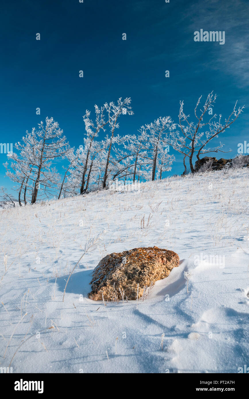 Alberi sotto la neve, Tazhiran steppa, Regione di Irkutsk, Siberia, Russia Foto Stock