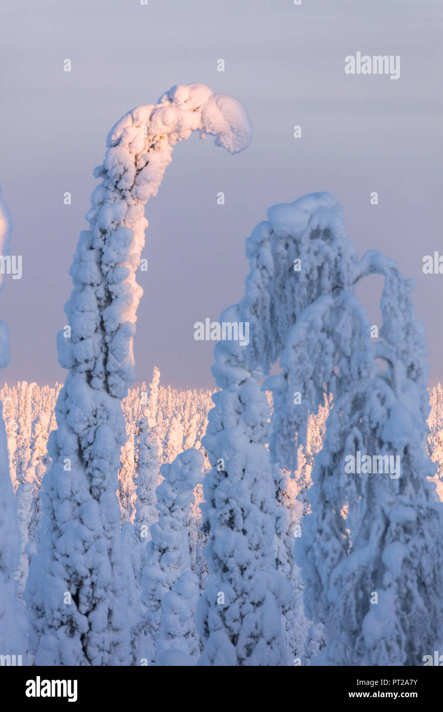 Dettagli di alberi congelati, Riisitunturi National Park, Posio, Lapponia, Finlandia Foto Stock