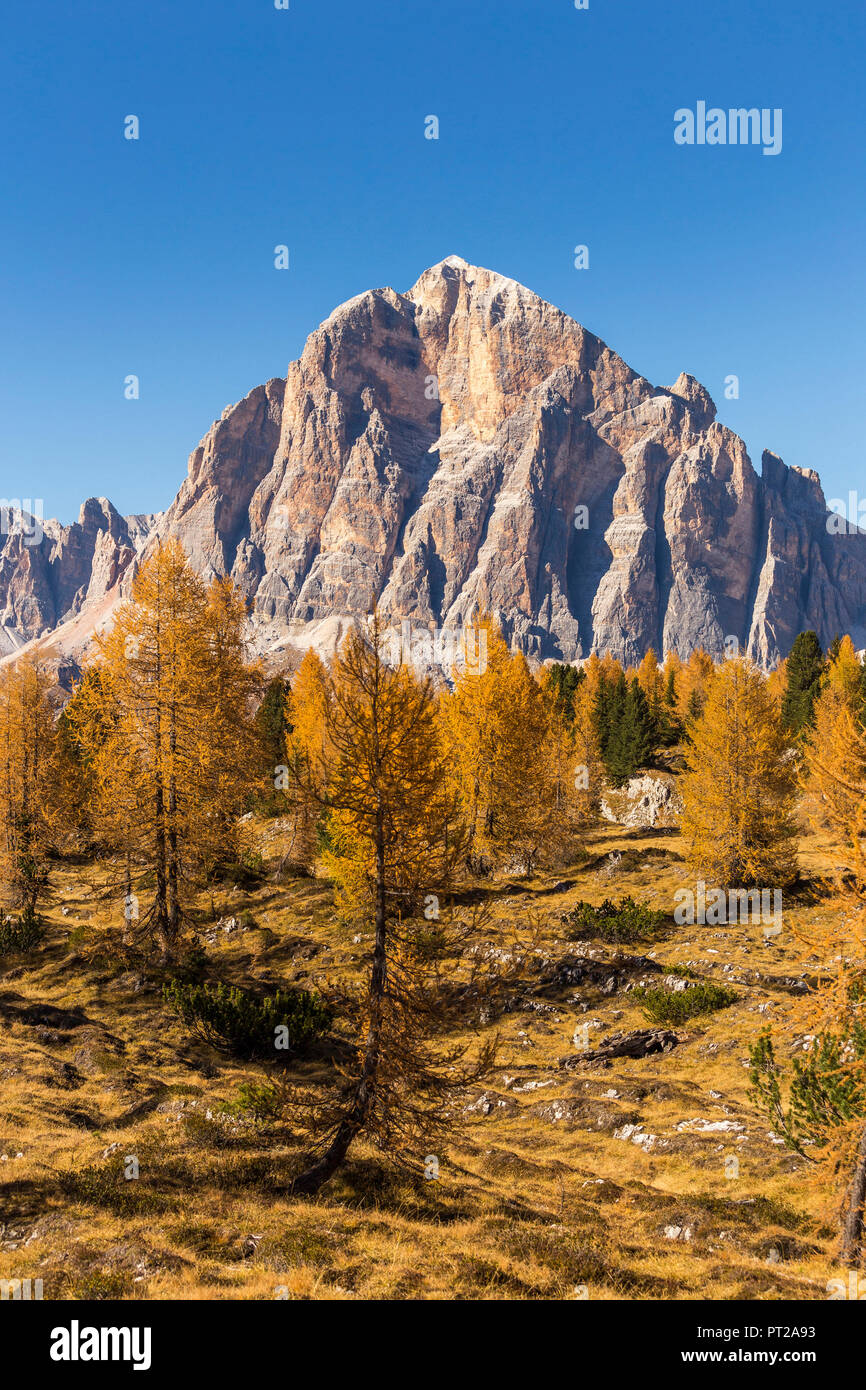 La famosa parete sud della Tofana di Rozes, Passo Falzarego, distretto di Belluno, Veneto, Italia Foto Stock