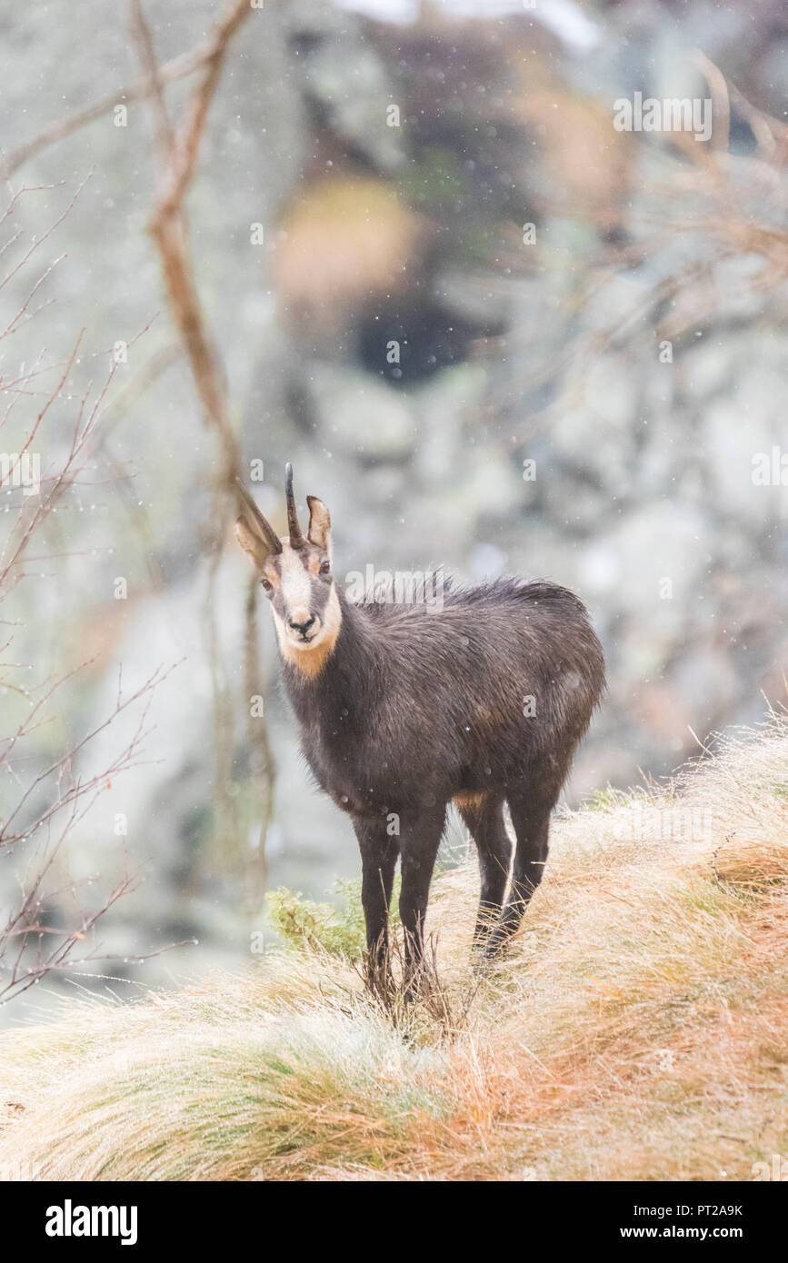 Camosci sotto il primo inverno la neve, Ciamousseretto Valley, Valle Orco, il Parco Nazionale del Gran Paradiso, Piemonte, Provincia di Torino, Alpi Italiane, Italia Foto Stock