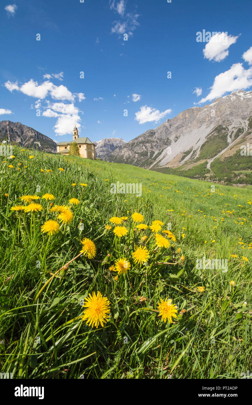 Fiori gialli e verdi prati cornice la chiesa di Oga Bormio Parco Nazionale dello Stelvio Alta Valtellina Lombardia Italia Foto Stock