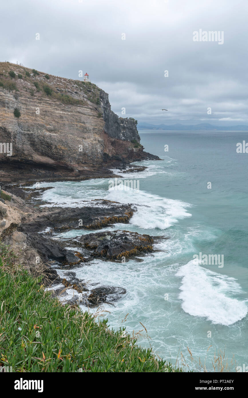 Faro di Taiaroa Head da Waiwhakaheke pinguini Lookout, Harington Point, penisola di Otago, regione di Otago, South Island, in Nuova Zelanda, Foto Stock