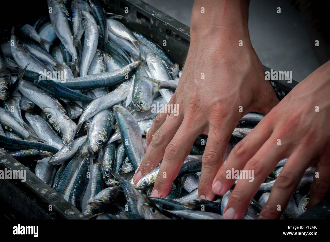 Sardine, pescatore, dettaglio, mani, close-up Foto Stock