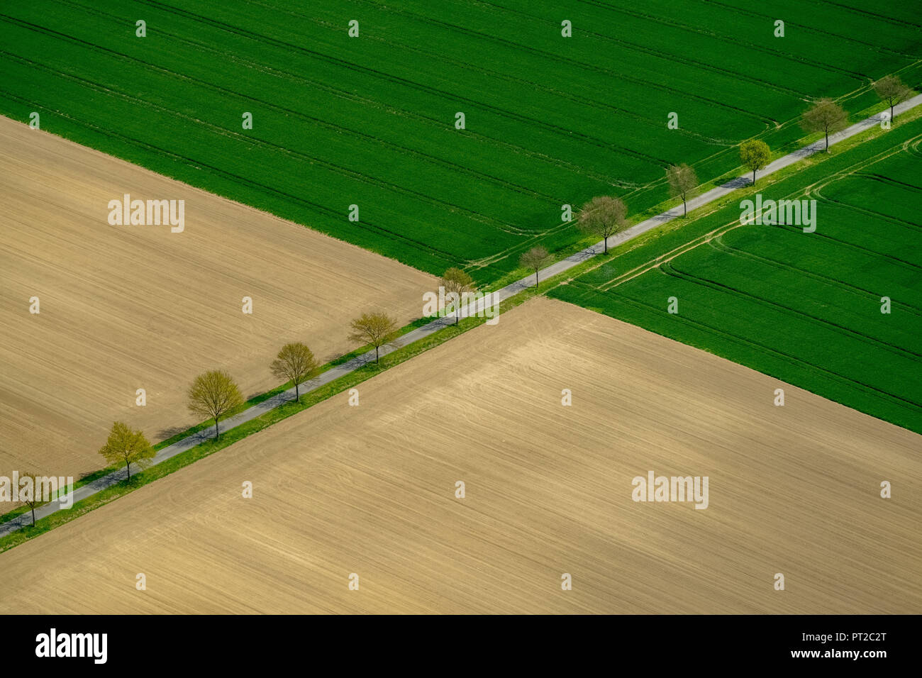 Tree avenue sulla cinta per Ascheberg tra i campi, Drensteinfurt, Münsterland, Renania settentrionale-Vestfalia, Germania, Europa Foto Stock