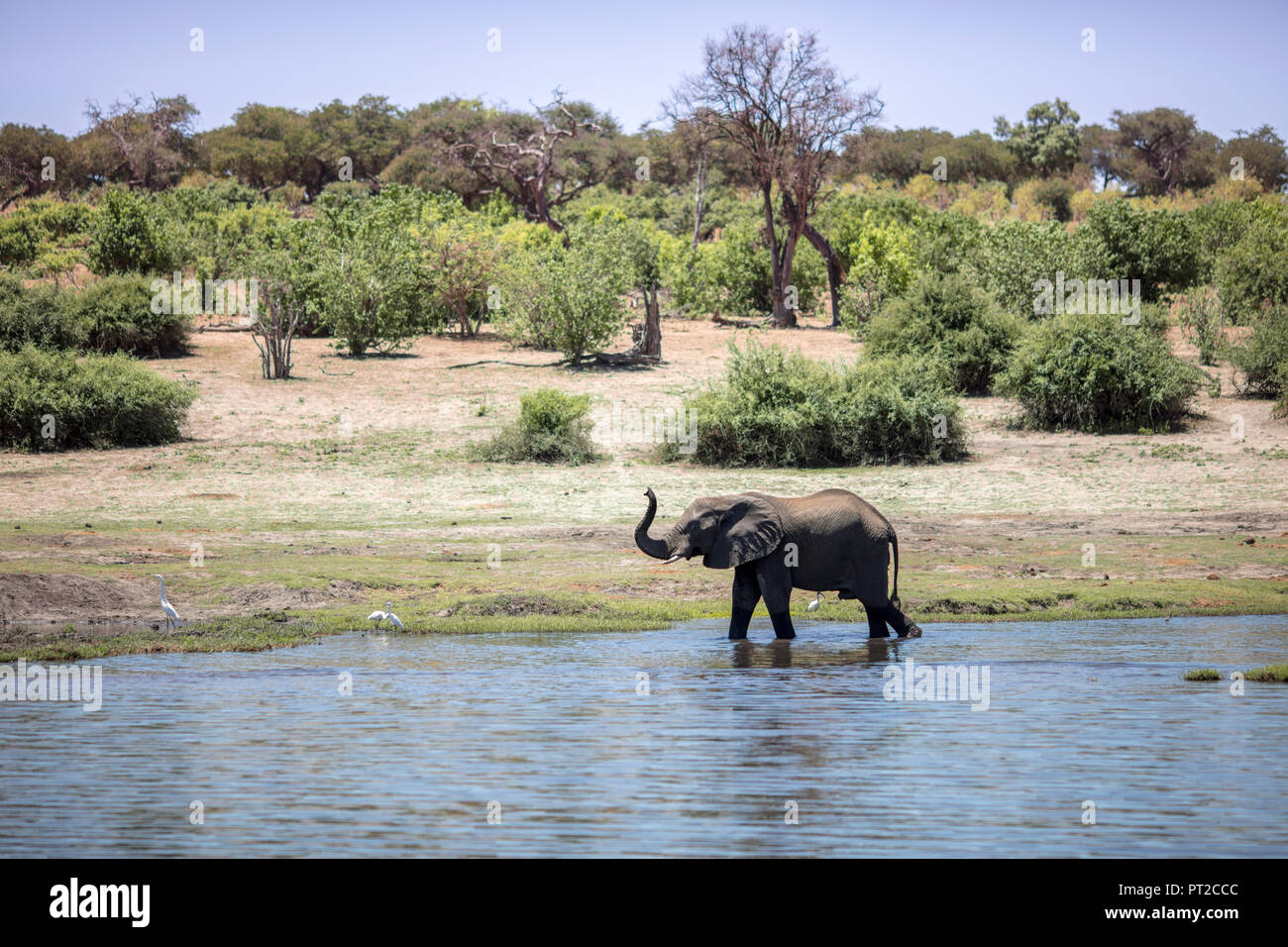 Il Botswana, Chobe elefante in acqua Foto Stock