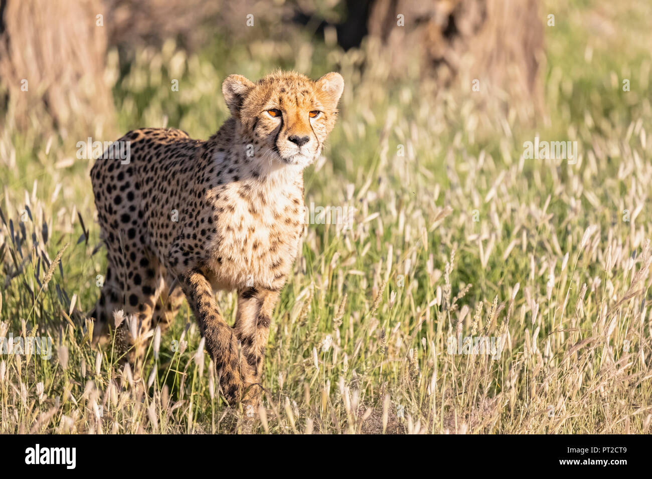 Il Botswana, Kgalagadi Parco transfrontaliero, ghepardo, Acinonyx jubatus Foto Stock