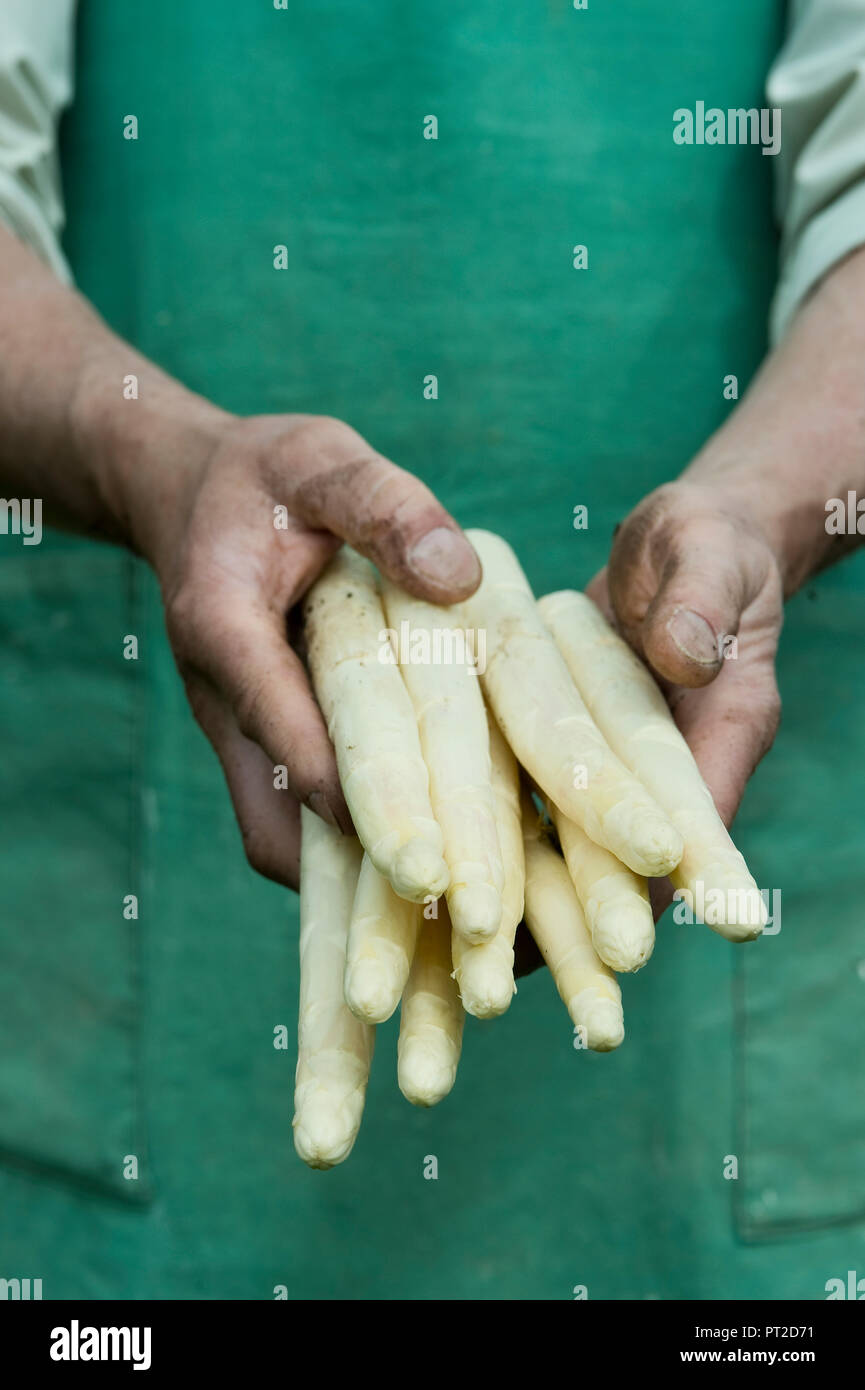 Uomo con fascio di organico asparago verde in mani Foto Stock
