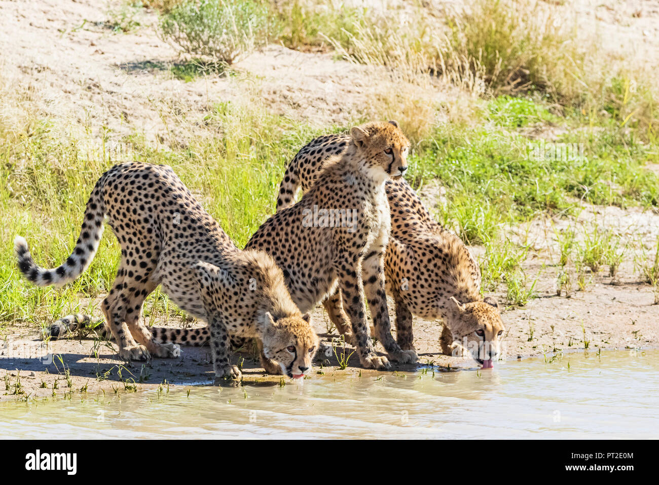Il Botswana, Kgalagadi Parco transfrontaliero, ghepardi, Acinonyx jubatus, bere Foto Stock