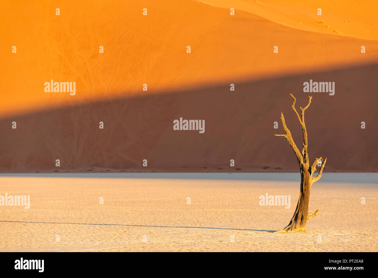 Africa, Namibia, Namib-Naukluft National Park, Deadvlei, morto acacia in pentola di creta Foto Stock