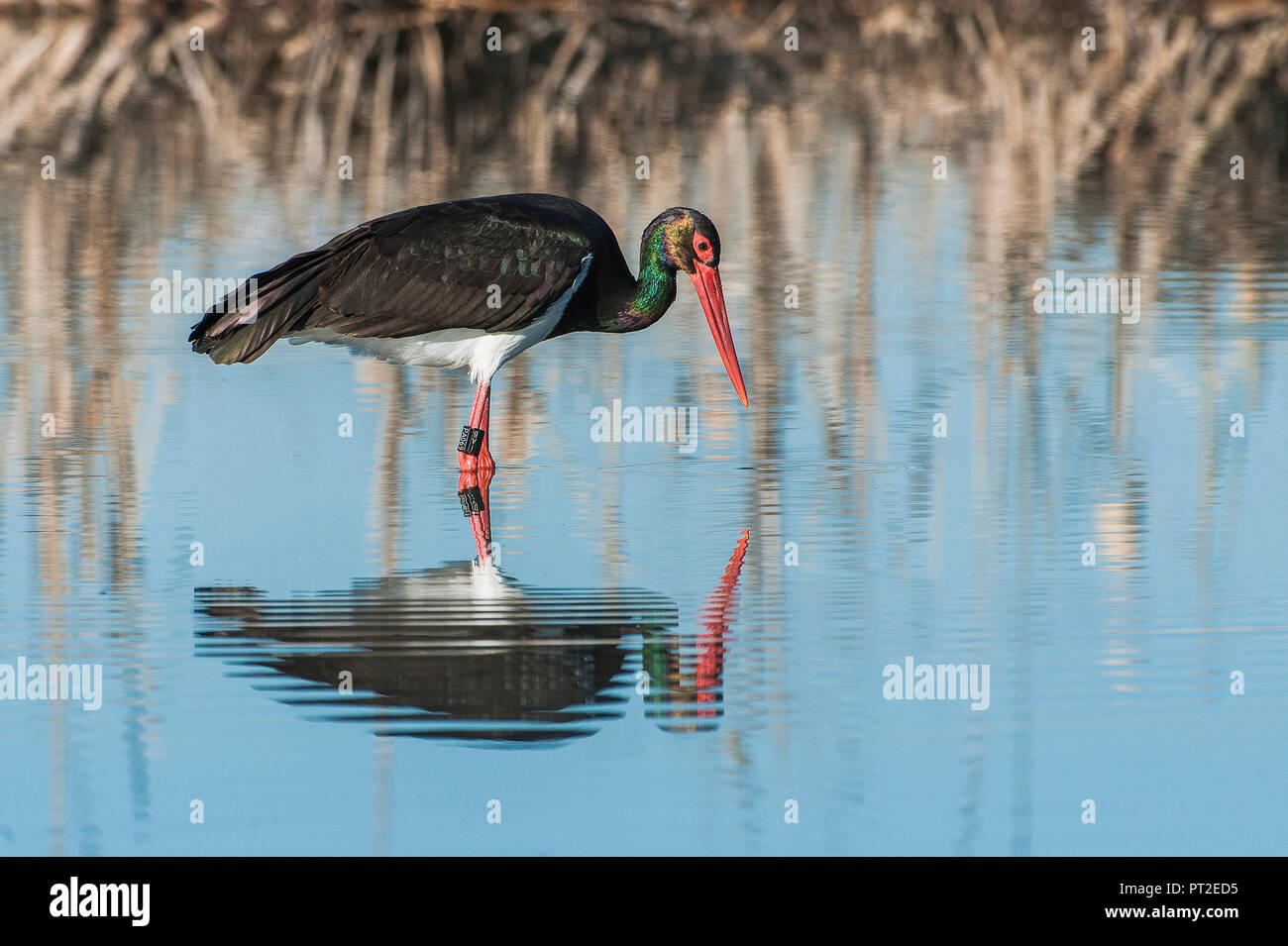 Cicogna Nera wading in acqua Foto Stock