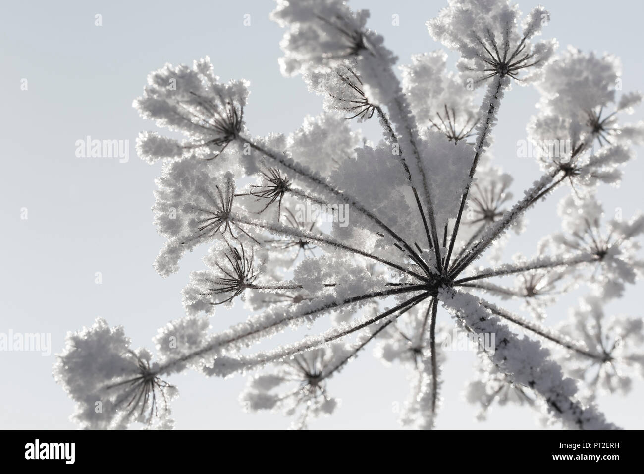 Coperte di neve ombrella di fiori, worm's eye Foto Stock