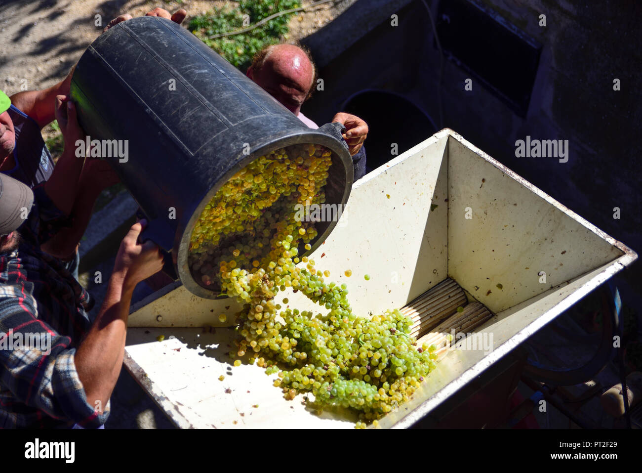 Harvest, contadini pour le uve in pressa per produrre il mosto che  diventerà il vino Foto stock - Alamy