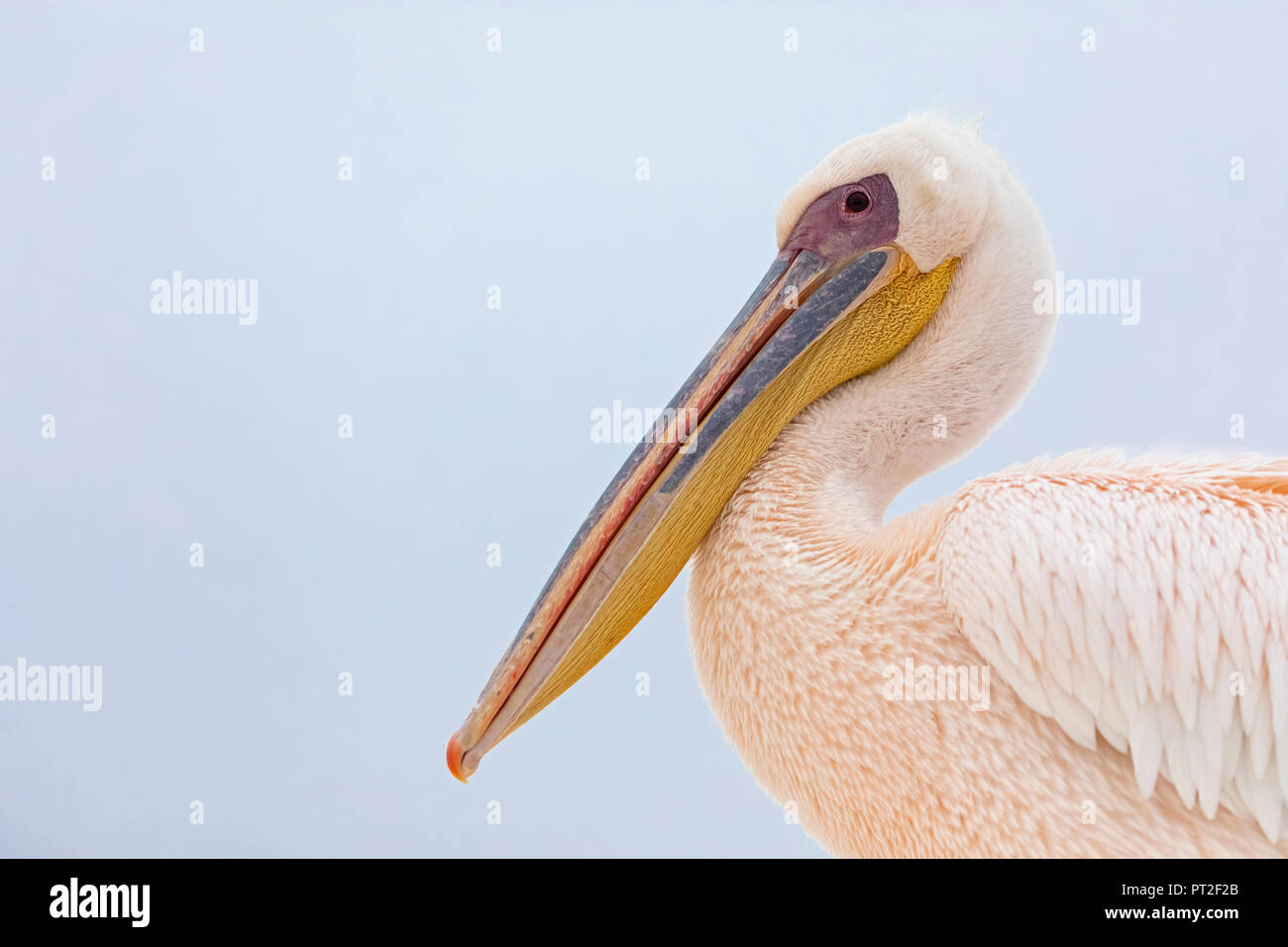 La Namibia, Walvis Bay, ritratto del pellicano bianco Foto Stock