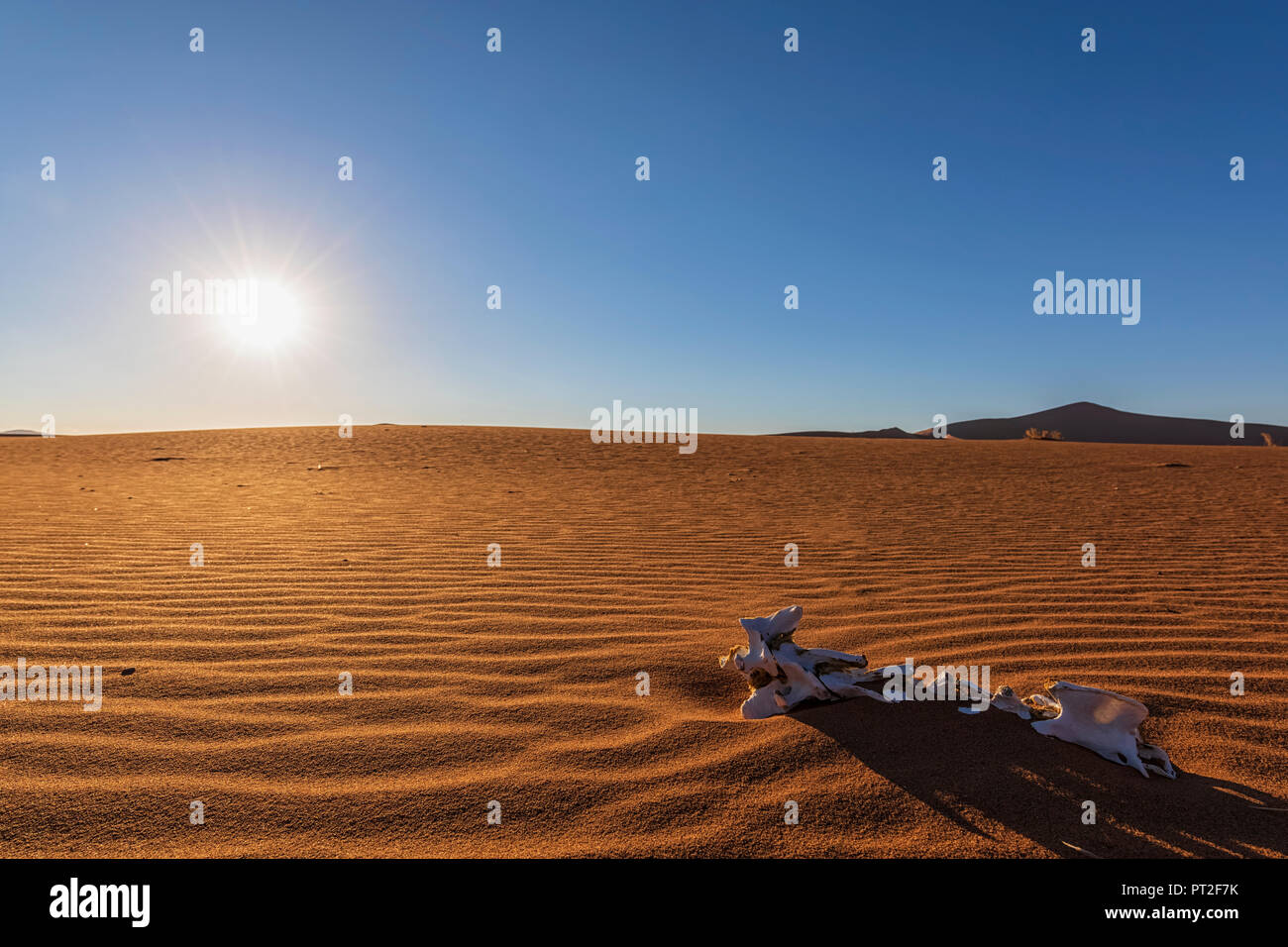 In Africa, la Namibia, il deserto del Namib Naukluft, Parco Nazionale, dune di sabbia, lo scheletro nella sabbia, contro il sole al mattino Foto Stock