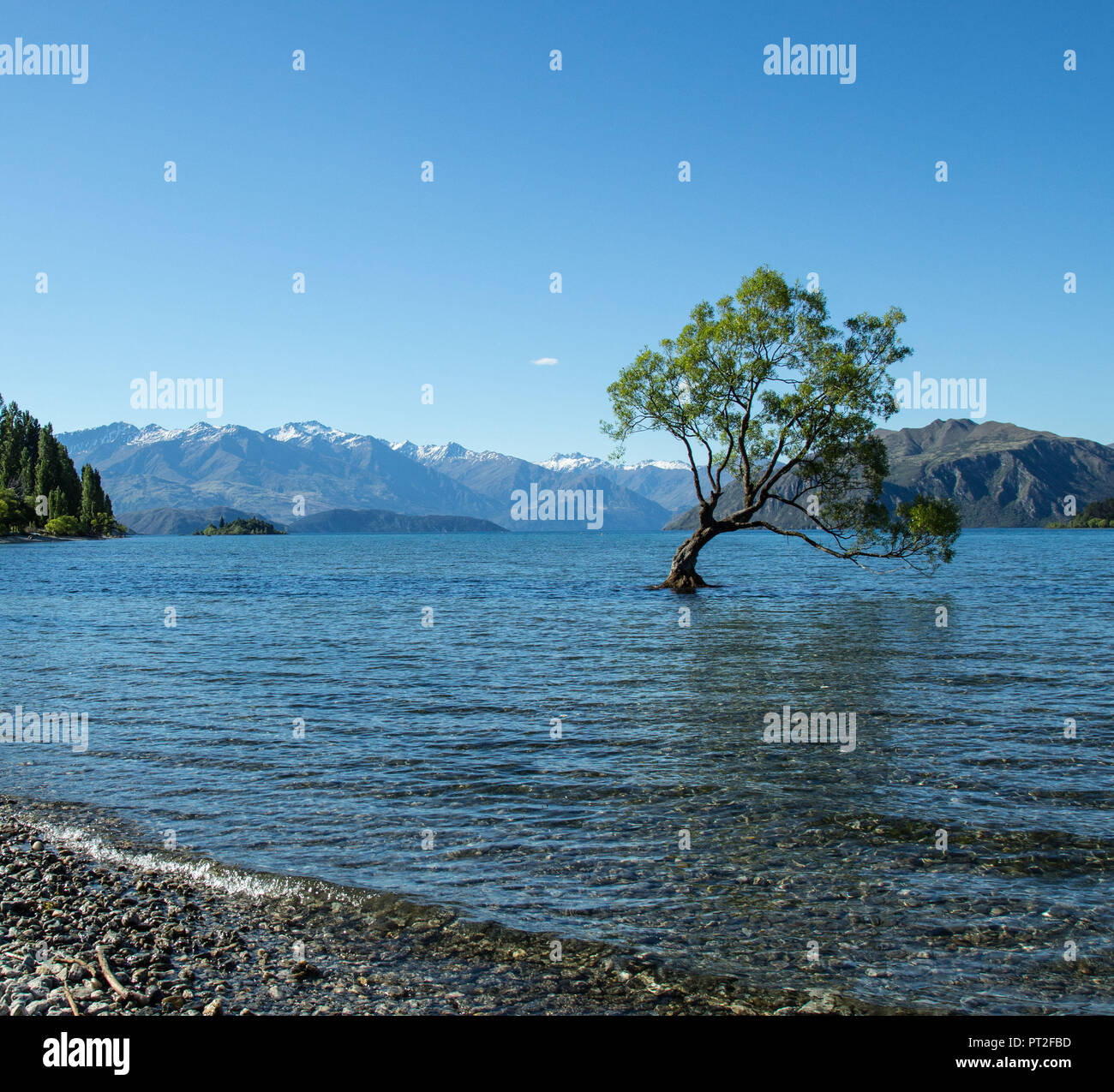 Nuova Zelanda, Isola del Sud, Sud Isola, Otago, Wanaka, il lago Wanaka Tree Foto Stock