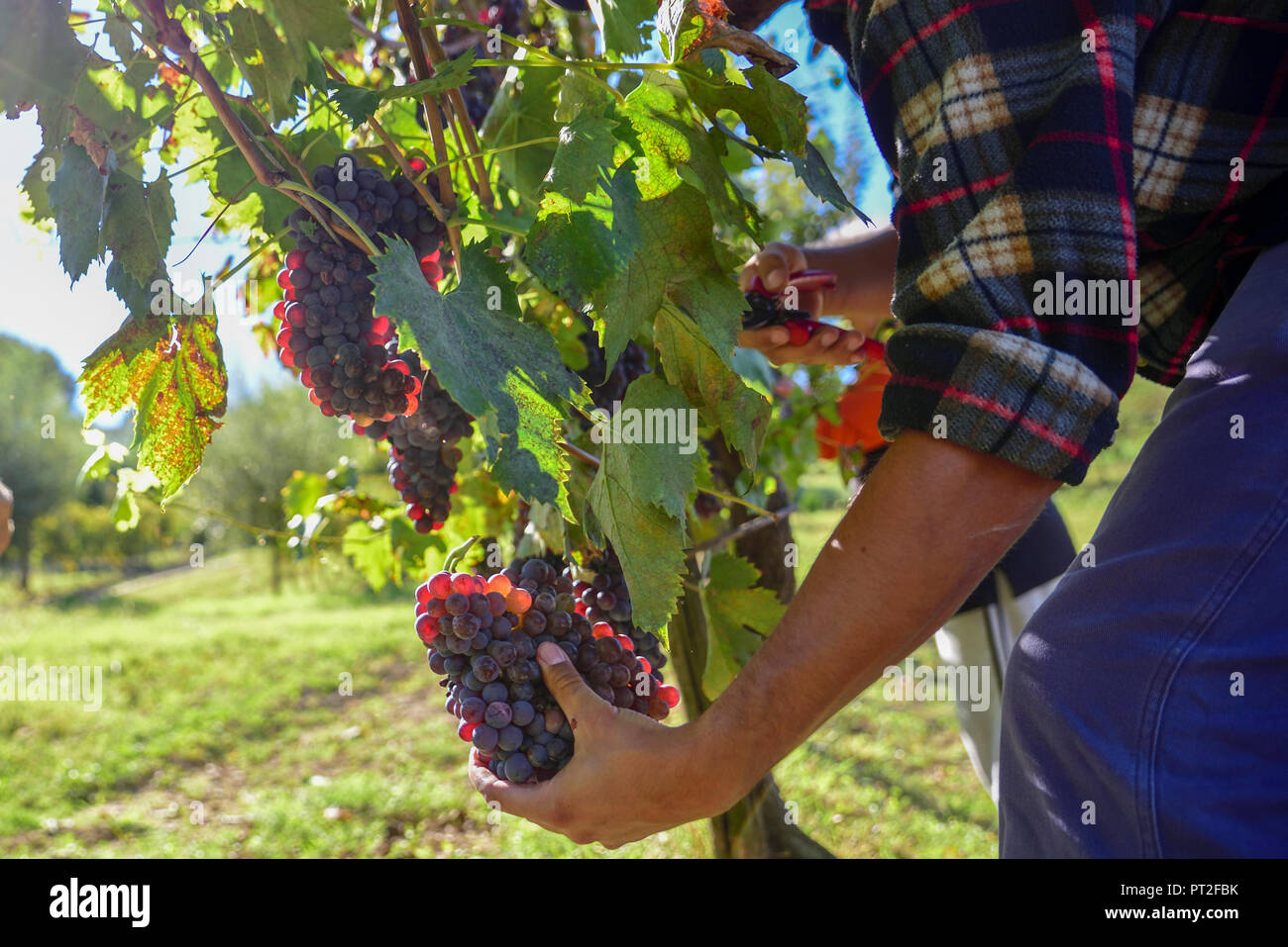 Gli agricoltori al lavoro nei vigneti italiani di raccogliere le uve per la produzione del vino Foto Stock