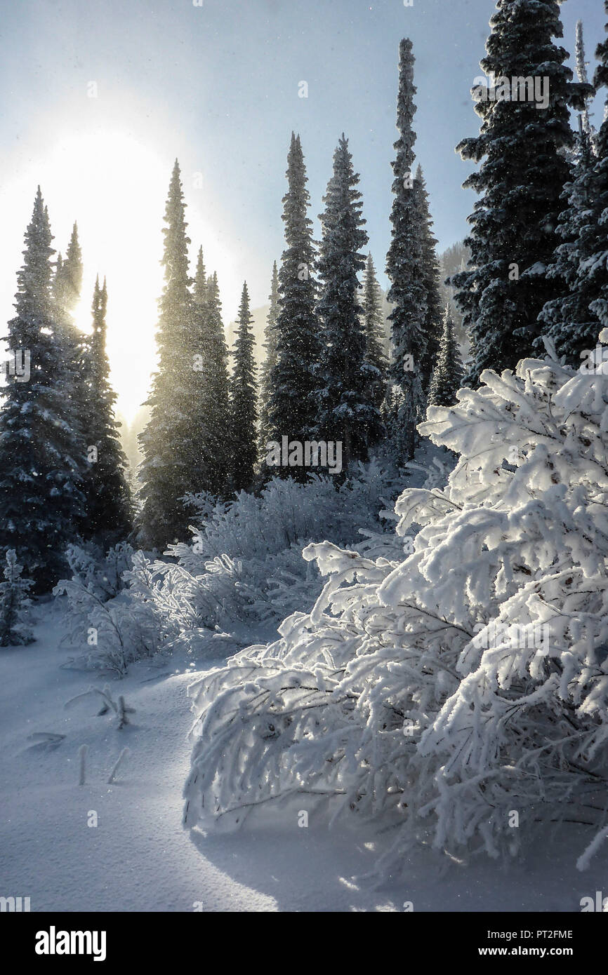 Canada Canadian Rocky Mountains, British Columbia, Golden Kicking Horse Mountain Resort, ski resort, alberi, nevoso, sun, luce posteriore, Foto Stock