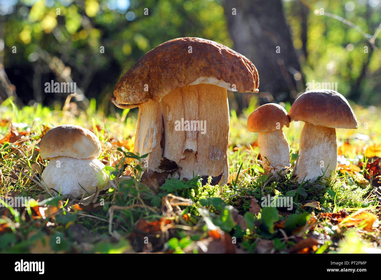 Un gruppo di funghi porcini o cep, Boletus edulis, crescente da luglio a ottobre nei boschi di conifere da soli o in gruppi per la maggior parte sotto i pini e abeti rossi Foto Stock