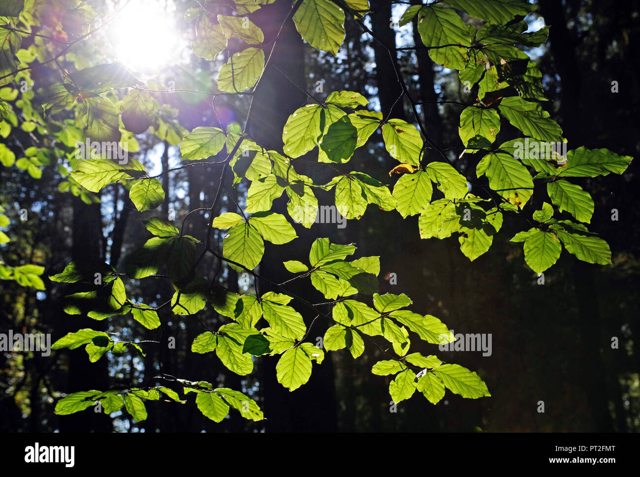 Il fogliame di faggi nella naturale miscelati bosco di latifoglie shining bright green Foto Stock