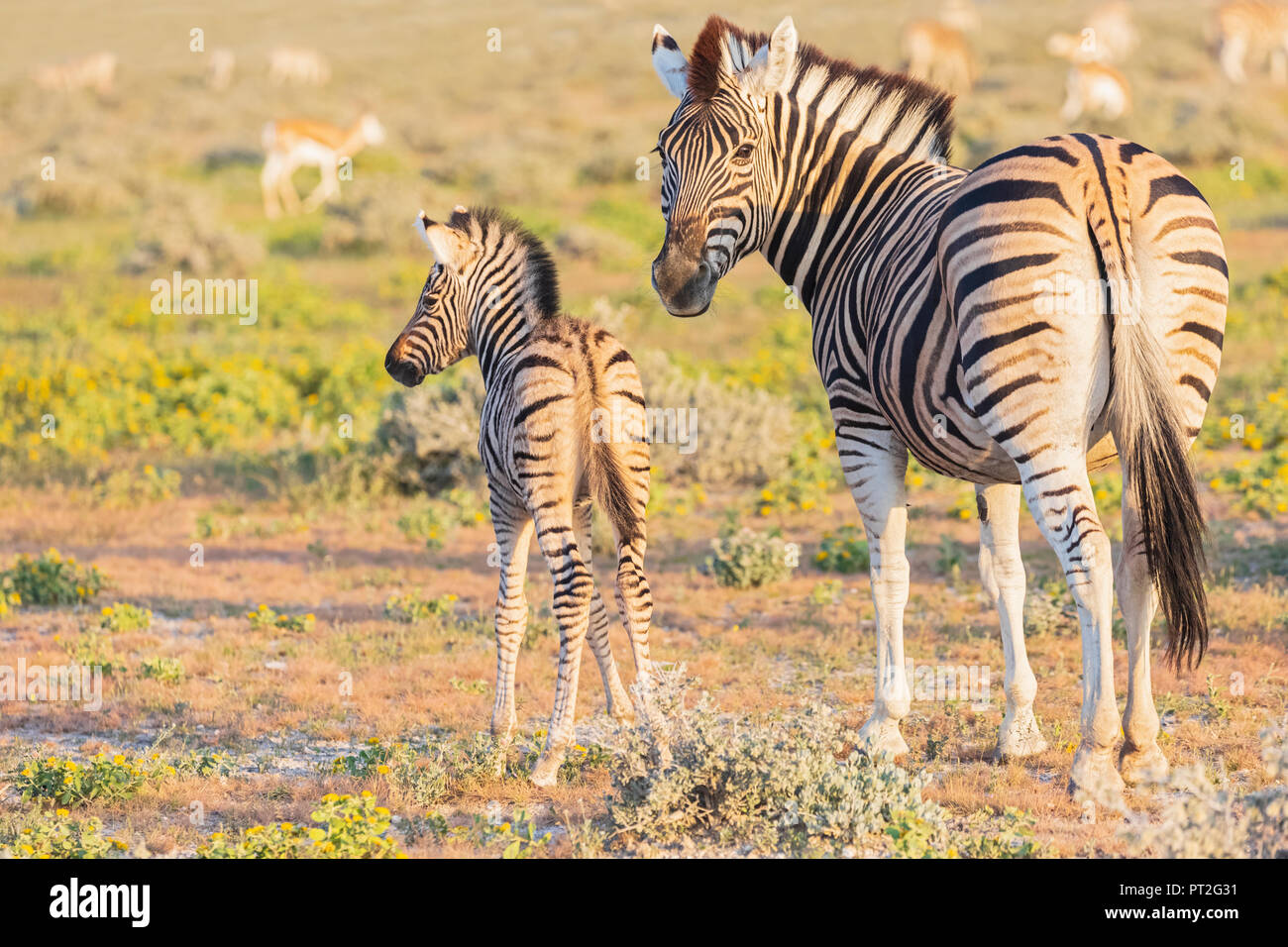 Africa, Namibia, Etosha National Park, la burchell zebre, Equus quagga burchelli, animale giovane e madre animale Foto Stock