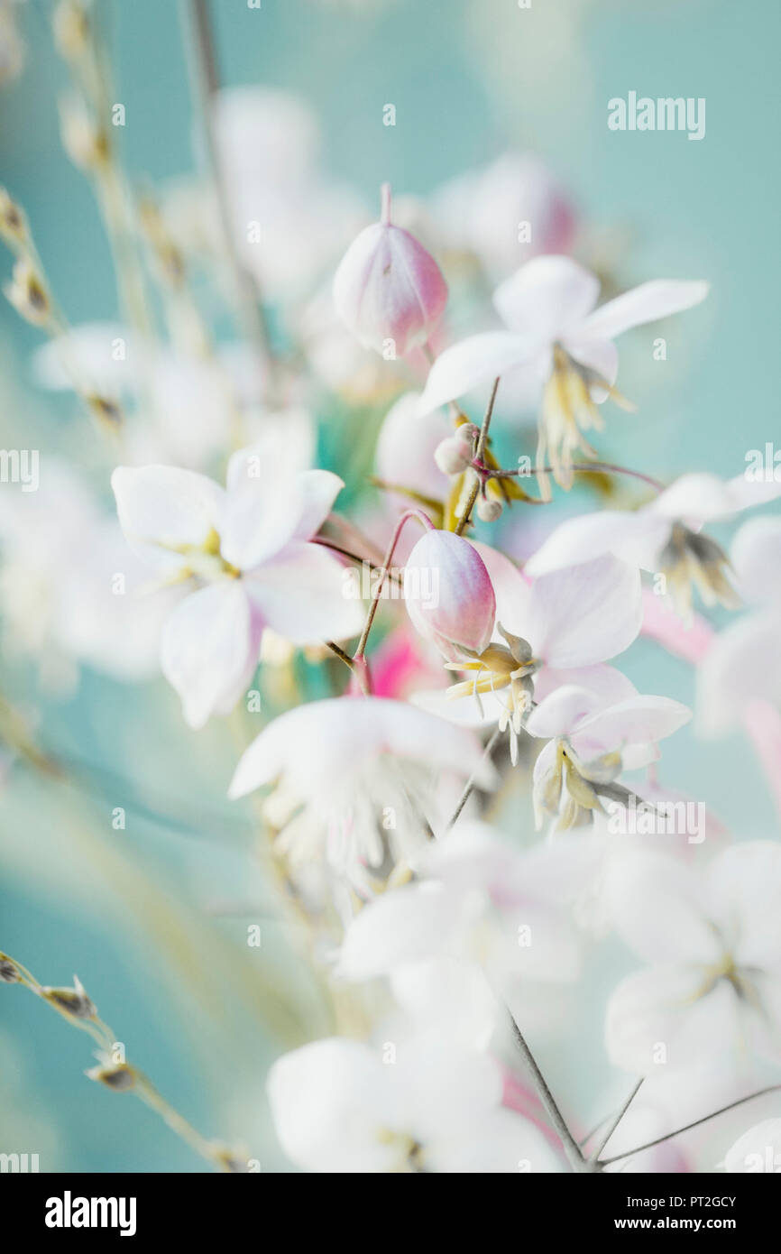 Piccoli fiori proveniente dalla grande - colori pastello, morbido e romantico. Foto Stock