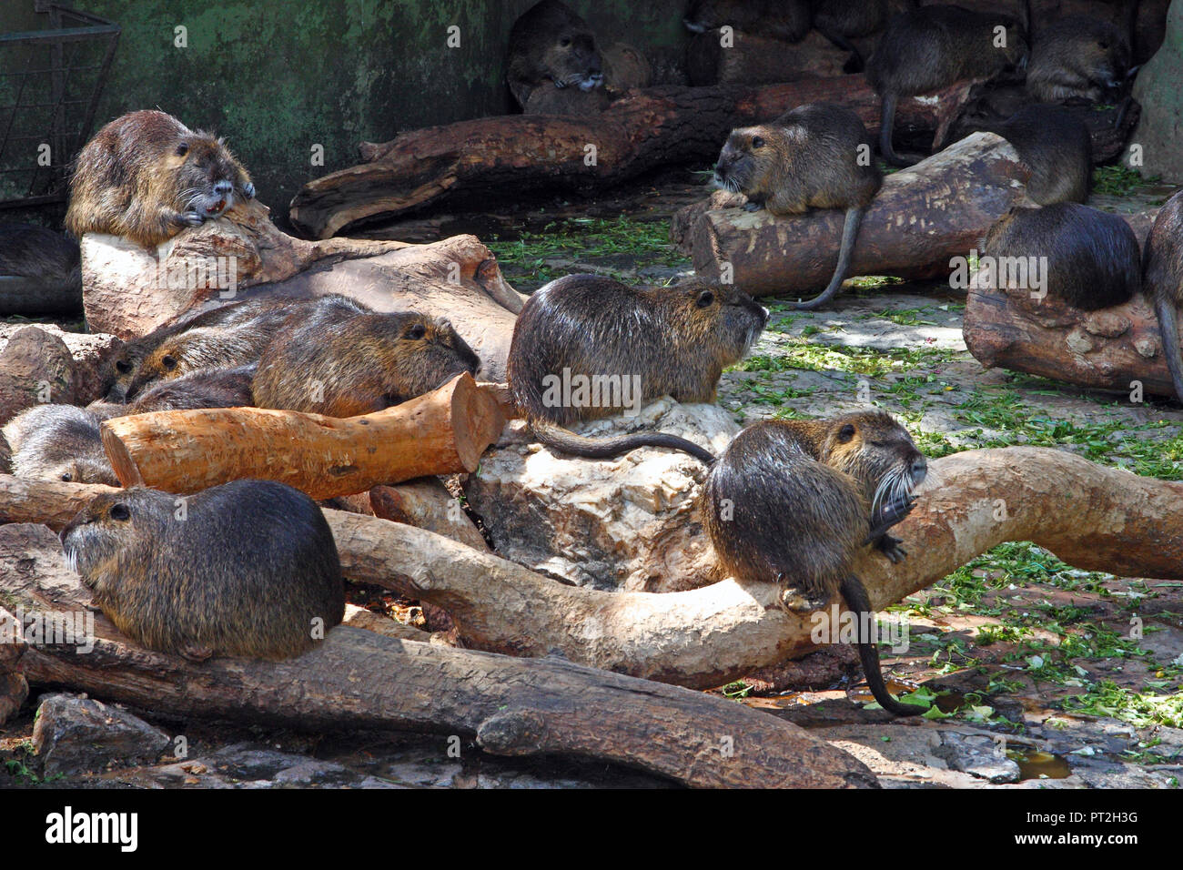 Nutria, myocastor coypus, famiglia di nutrias seduta sul legno Foto Stock