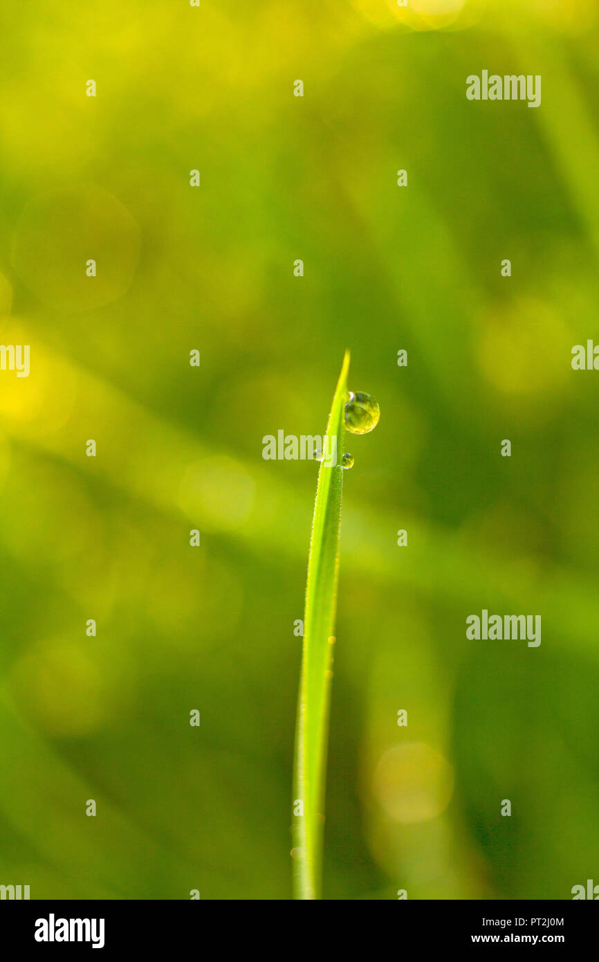 Lama di erba con gocce di rugiada Foto Stock