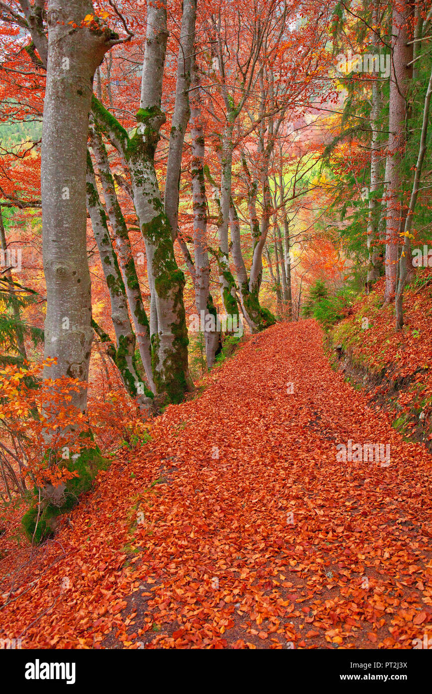Bosco di latifoglie in autunno, sentiero escursionistico con foglie Foto Stock