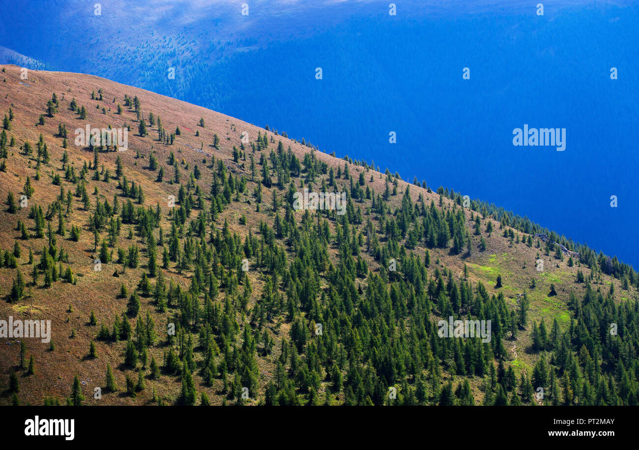 L'Austria, in Carinzia Bad Kleinkirchheim, Parco Nazionale Nockberge, bosco di larici, Foto Stock