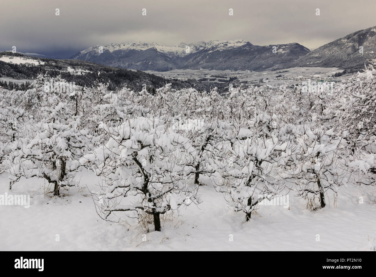 Coperte di neve meli con il gruppo di Brenta in background, Val di Non, in trentino alto adige, Italia, Europa Foto Stock