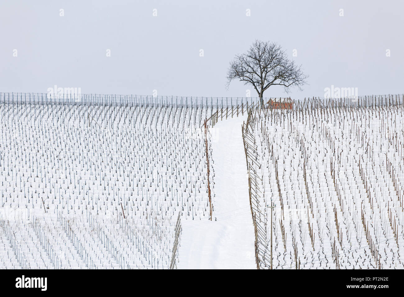Le Langhe, Distretto di Cuneo, Piemonte, Italia, vino delle Langhe regione inverno Neve Foto Stock
