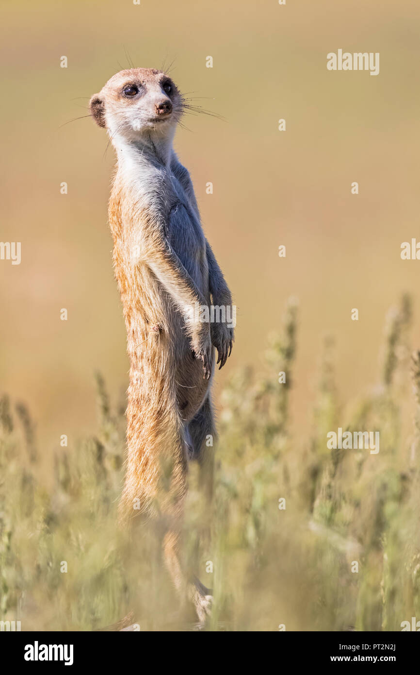 Il Botswana, Kgalagadi Parco transfrontaliero, Kalahari Meerkat guardando, Suricata suricatta Foto Stock
