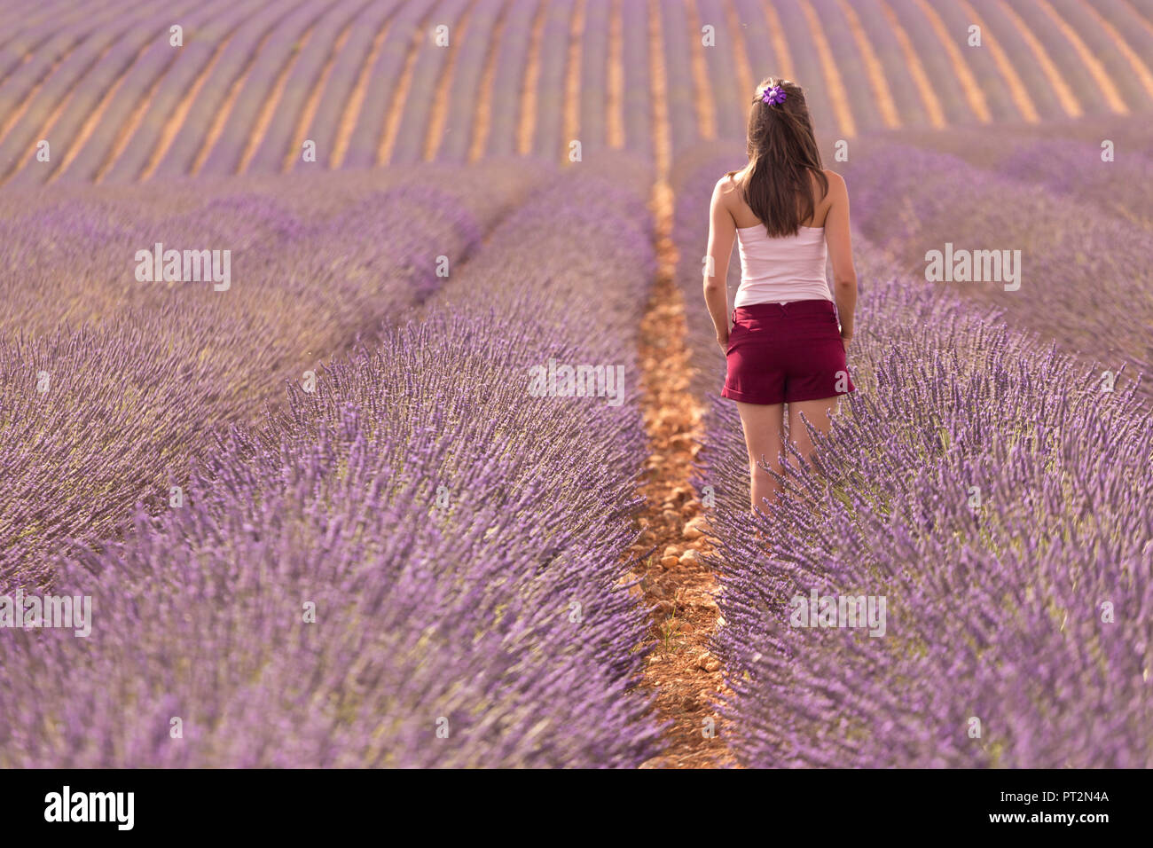 Brunette donna in maglia bianca e pantaloncini rossi in un campo di lavanda, valensole, Provenza, Francia Foto Stock