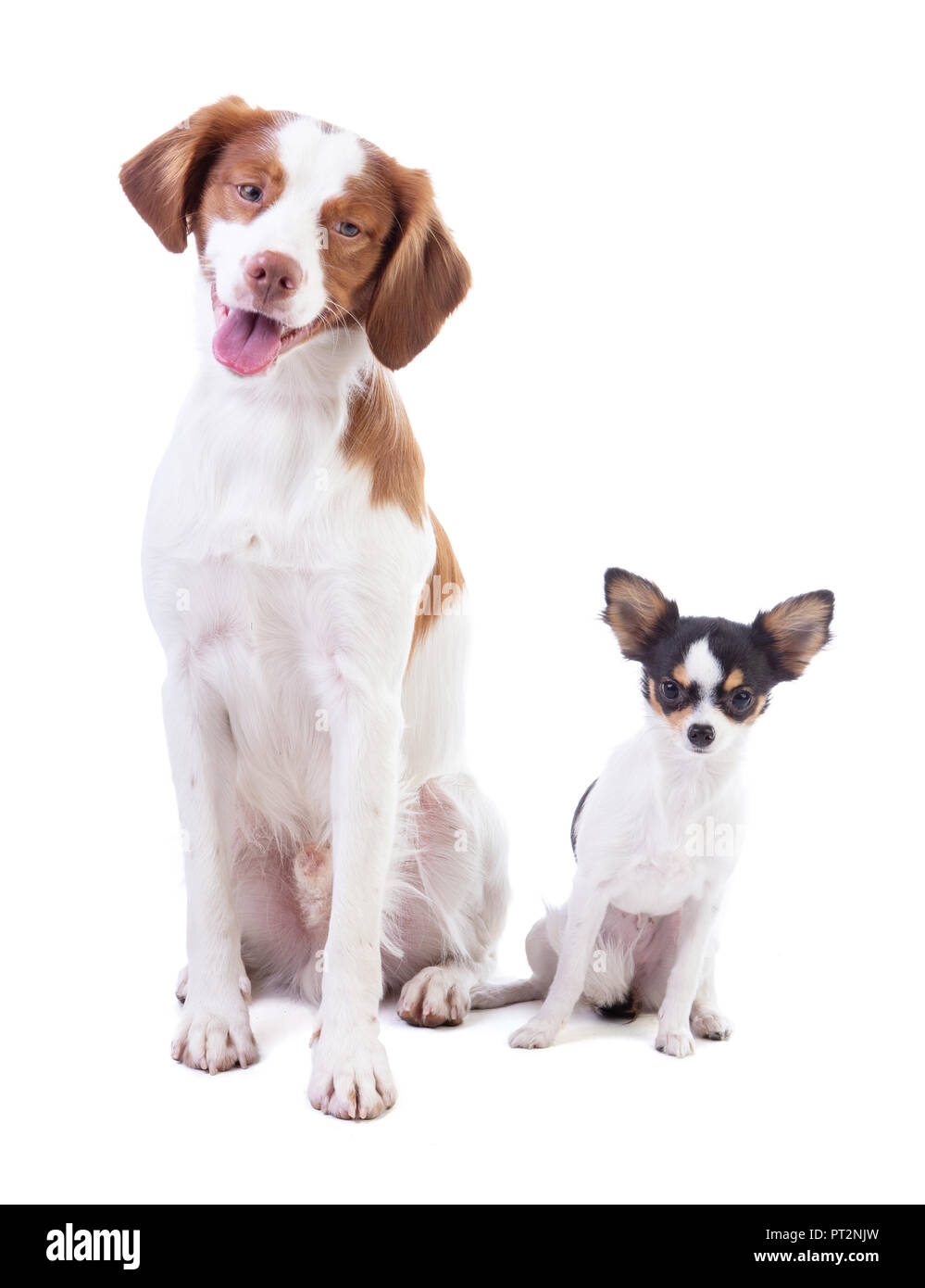 Epagneul Breton e Chihuahua seduto su uno sfondo bianco Foto Stock